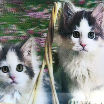 Parti Aksesuar 5D Elmas Boyama Sevimli Kediler İkili Kedi Resmi Tablosu 40×60 cmEĞLENCE – PARTİ